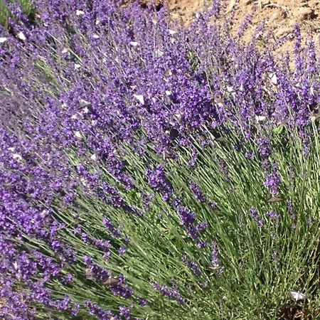 Вилла La Salamandre Bleue Chantemerle-les-Grignan Экстерьер фото